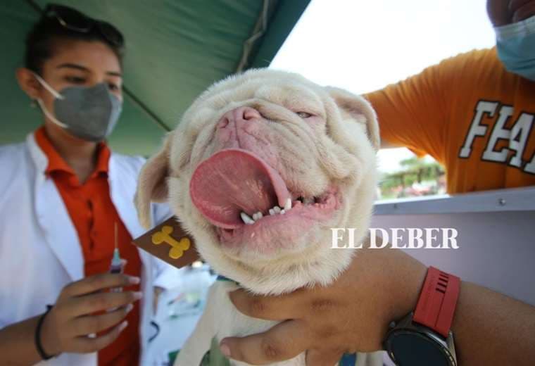 Vacunación contra la rabia en el Cambódromo/Foto Ricardo Montero 