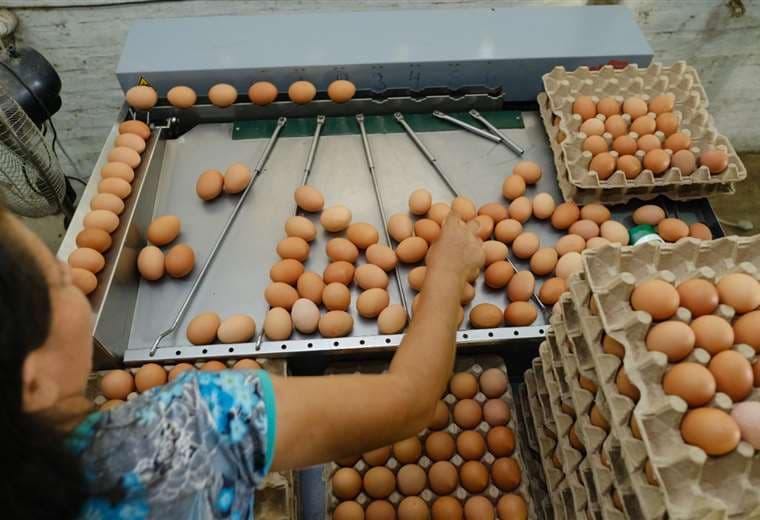 La OMS recomienda ingerir hasta 10 huevos a la semana