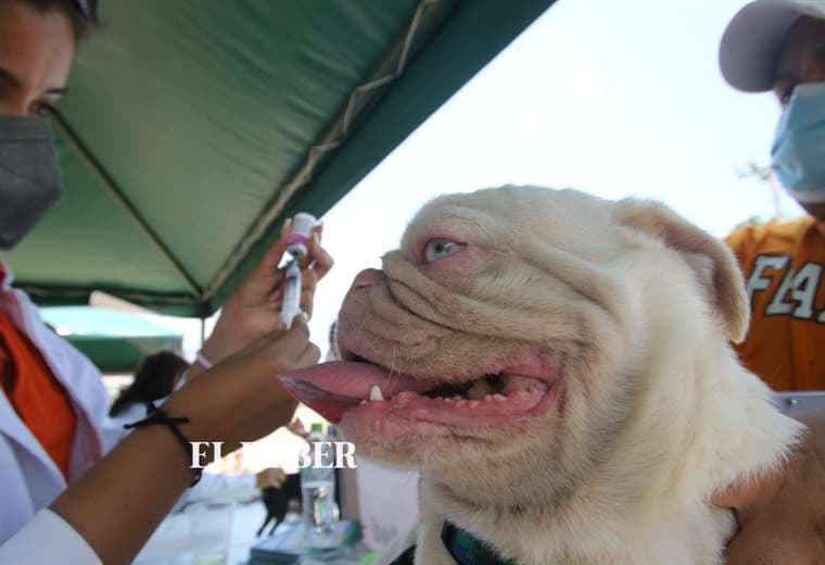 La gente acudió a vacunar a sus mascotas/foto Ricardo Montero