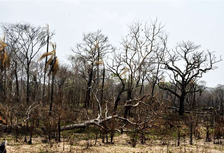 Bosque quemado en San Matías/Foto: AFP