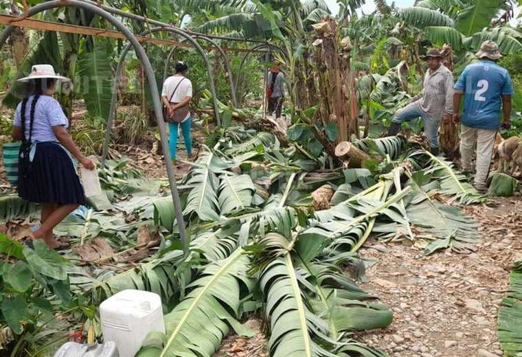 Varias hectáreas de plantaciones de banana fueron afectadas/Foto Unitel