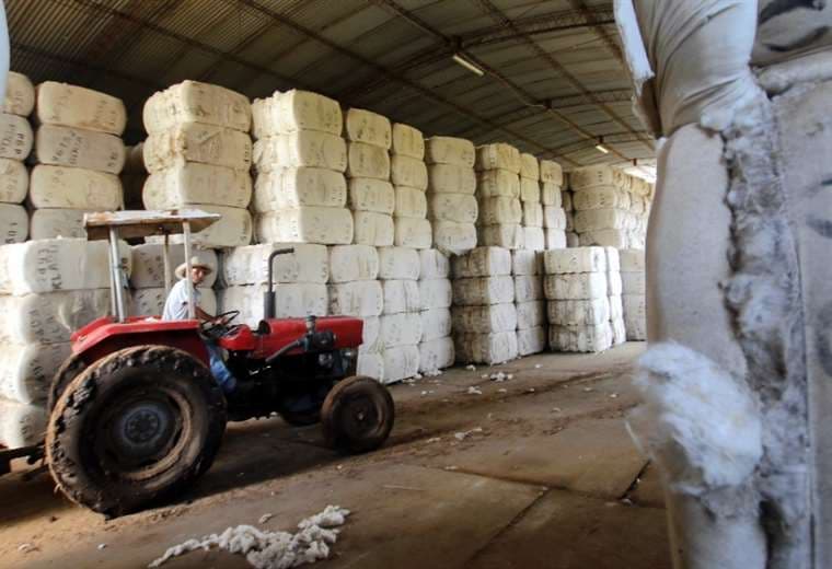 Por falta de mercado hay 20.000 quintales de algodón almacenados /Foto: Fuad Landívar