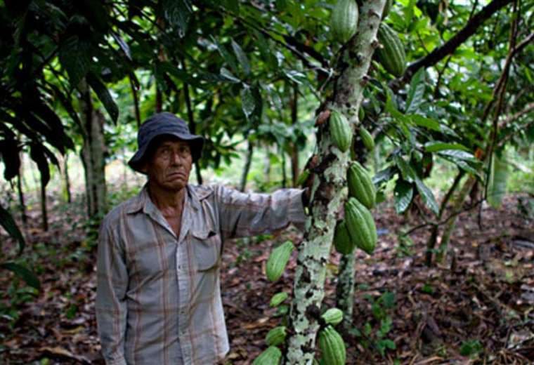 El cacao boliviano es reconocido internacionalmente 