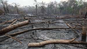 Los incendios forestales se dejan sentir en la región chiquitana