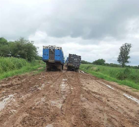 El mal estado de los caminos complica el traslado de ganado de Pilón Sur