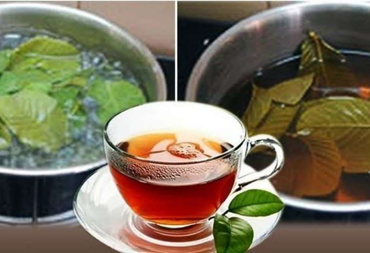 Tomar té de hojas de guayaba además de placentero es saludable