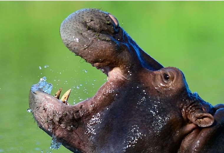 Por qué científicos en Colombia creen que los hipopótamos de Pablo Escobar son una “bomba de tiempo”