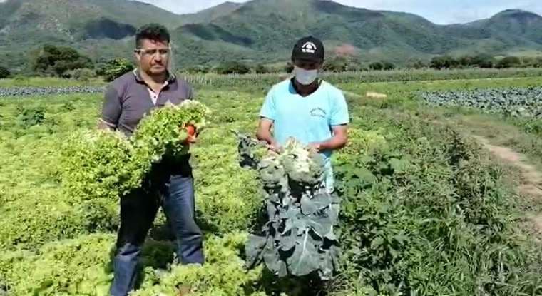 Productores de hortaliza lamentan la pérdida de producto por la cuarentena