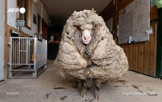 La lana pesó 35 kilos