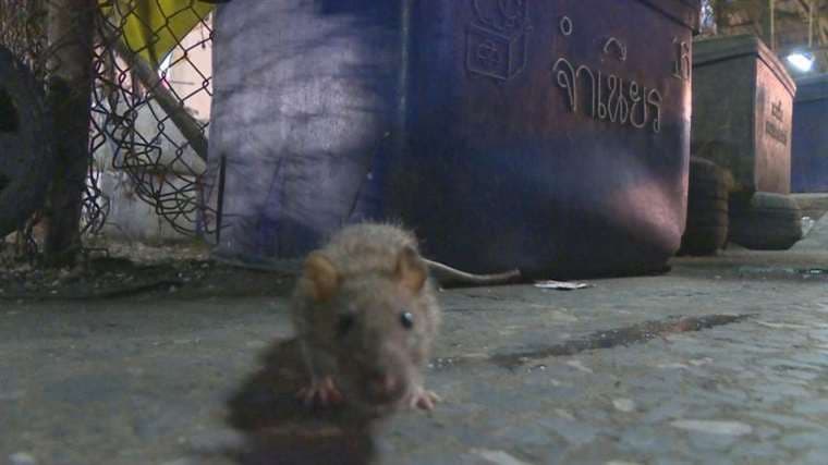 En un Londres confinado, las ratas pierden la timidez