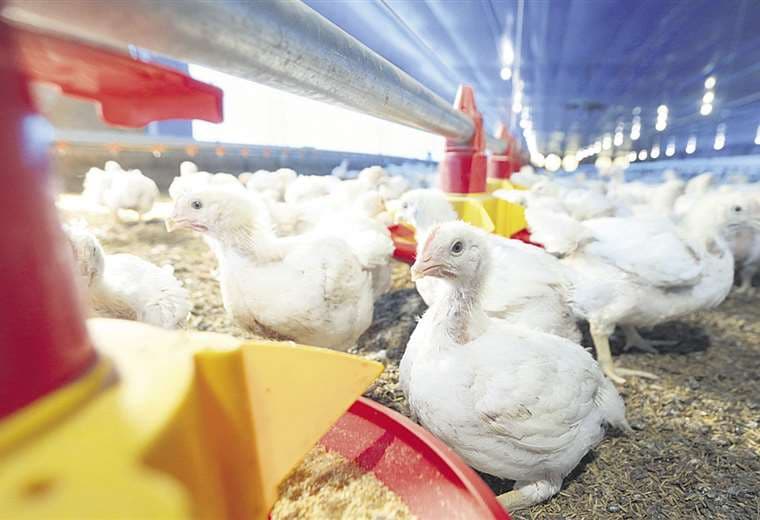 Altos precios de insumos impactan en la producción avícola. Foto Fuad Landívar 