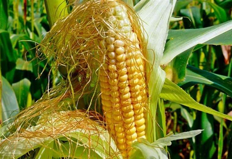 Esta es la mazorca del maíz con su pelo, que es un elemento saludable