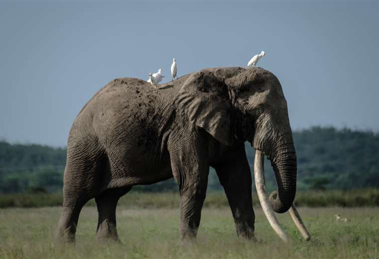 Tolstoy, un elefante de 49 años que habita en Kenia/Foto: AFP