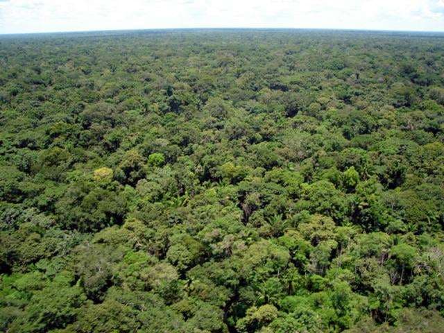 Una veintena de instituciones busca proteger los bosques