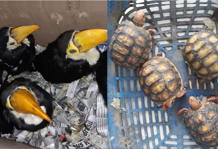 Pichones de tucán y tortugas pequeñas estaban en posesión de la traficante