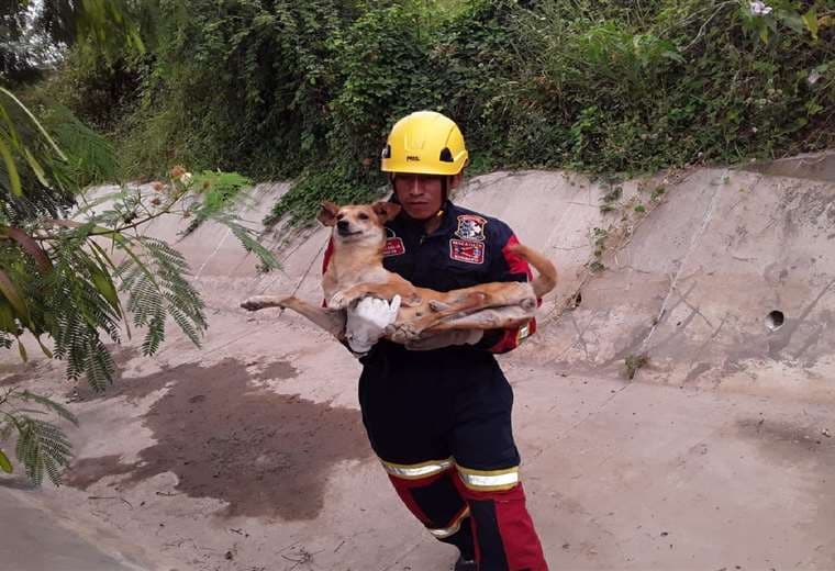 El voluntario tomó a la perrita en brazos y la llevó a una clínica veterinaria