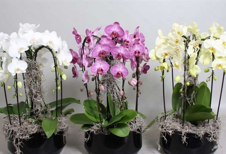 Keikis es la organización de cultivadores de orquídeas que lleva a cabo esta muestra