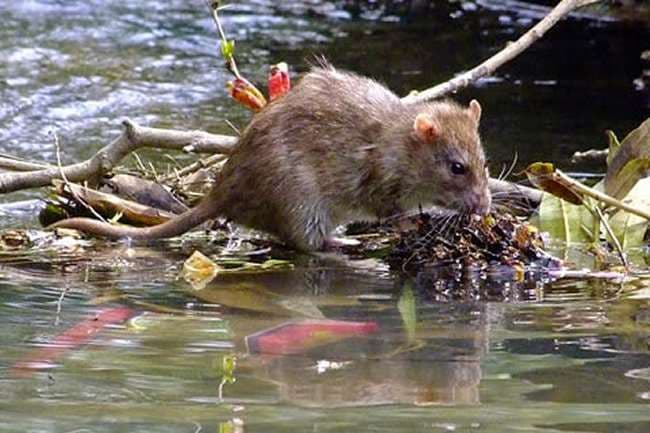 Los roedores transmiten el arenavirus. Fotos. Internet 