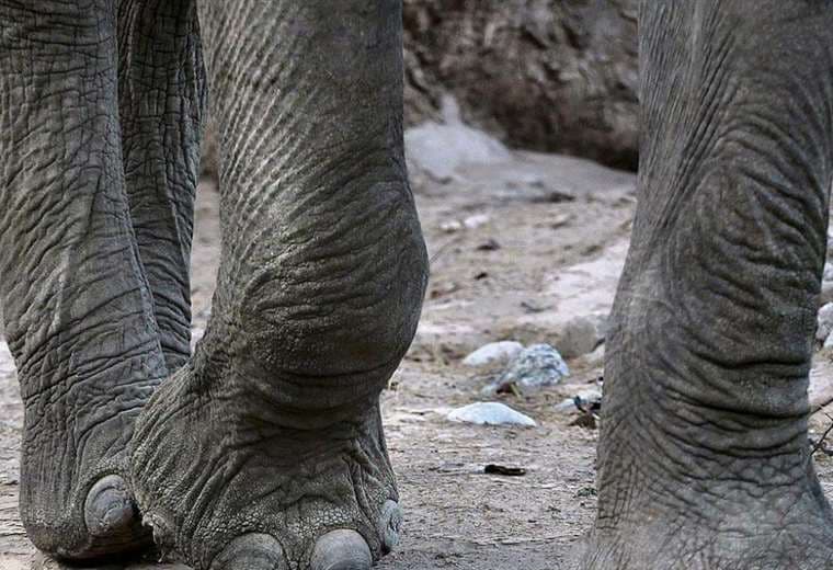 Un presunto cazador furtivo muere pisoteado por elefantes