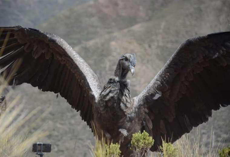 El cóndor andino fue liberado el fin de semana en el altiplano paceño