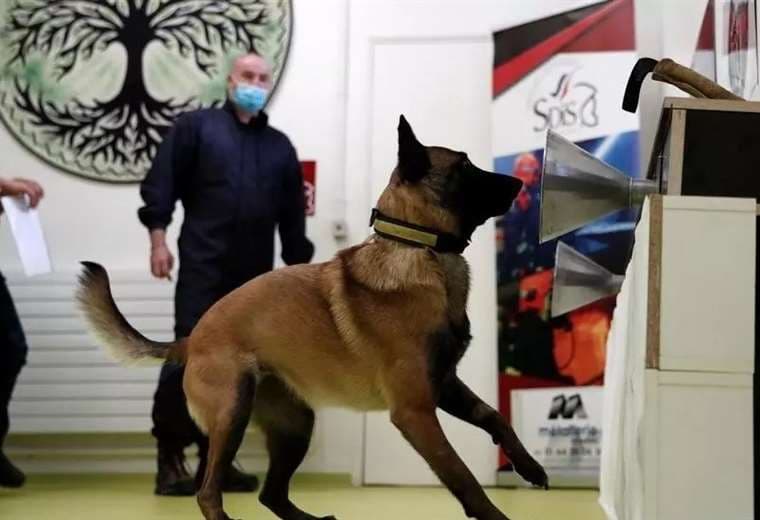 Chile y México superan a la pionera Francia en la detección de covid con perros