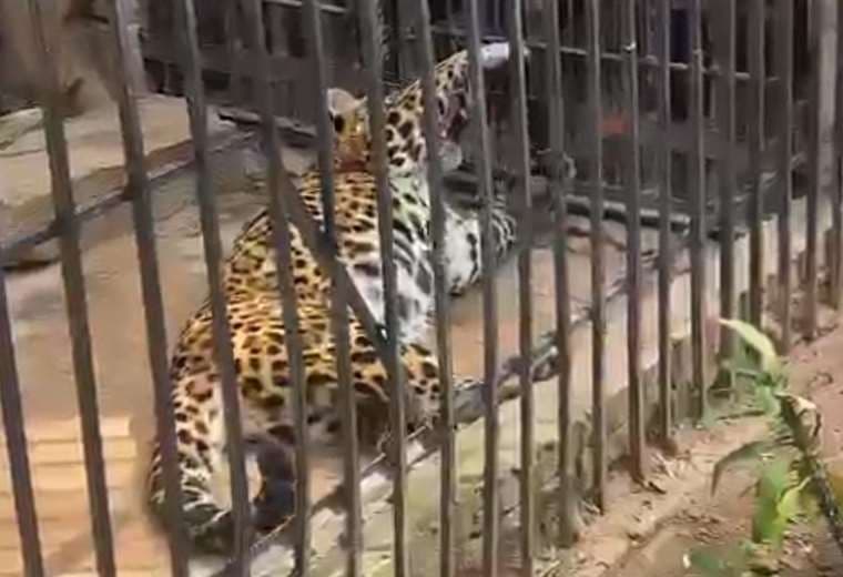 El jaguar fue recibido en marzo de 2013 en el zoológico. Foto: RR.SS.