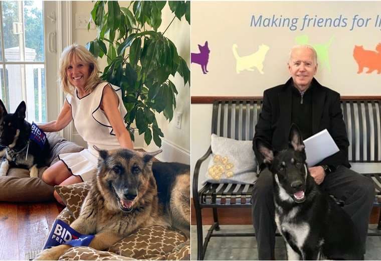 Joe y Jill Biden se mudaron con sus perros Major y Champ, dos pastores alemanes