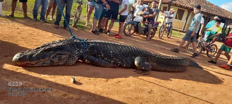 Ministerio de Medio Ambiente alista querella para los responsables de la muerte de un caimán de 4 metros