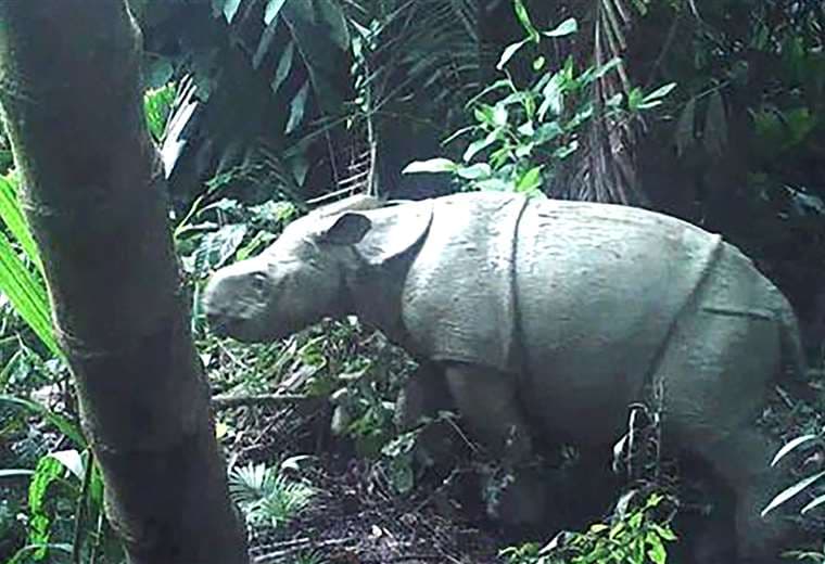 Avistan en Indonesia dos crías de rinoceronte de Java