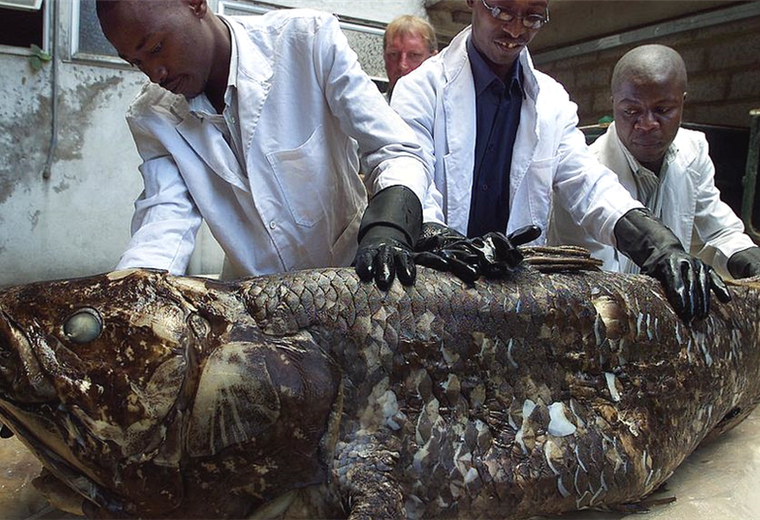 Celacanto: el pez que es considerado un "fósil viviente" y puede vivir hasta 100 años