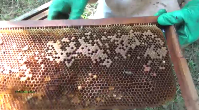 Los panales lucen vacíos tras registrarse la mortandad de abejas en Río Grande