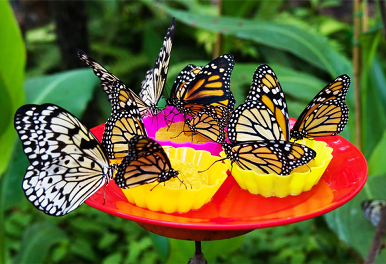 Las mariposas ayudan a la preservación del medio ambiente. Foto. Internet 