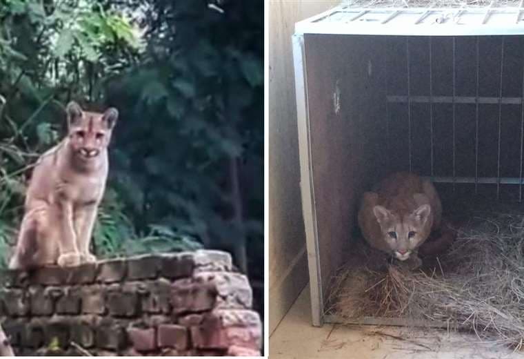 El antes y el después de la felina, en Villa Montes