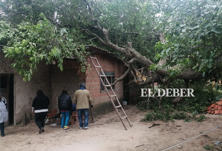 El viento tumbó un árbol sobre una casa en barrio El Retoño. Foto. Juan Carlos Torrejón