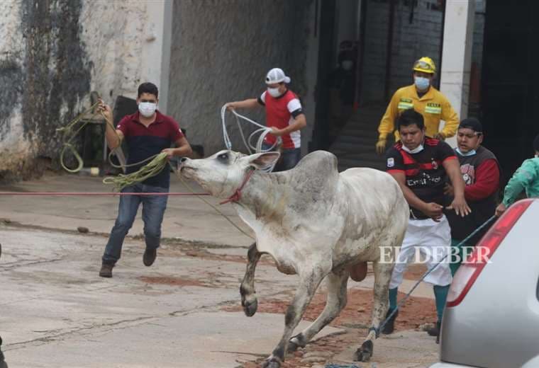 Foto Ricardo Montero: las vacas fueron capturadas con la ayuda de dos vaqueros.