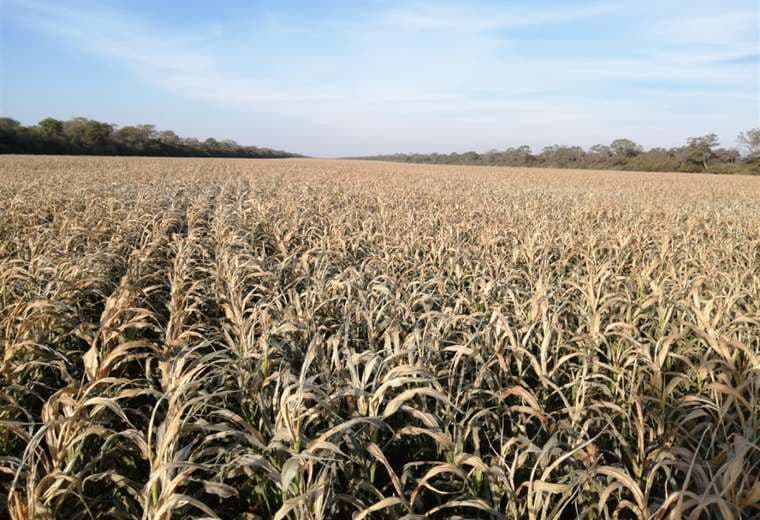 Anapo prevé una dura temporada seca hasta octubre