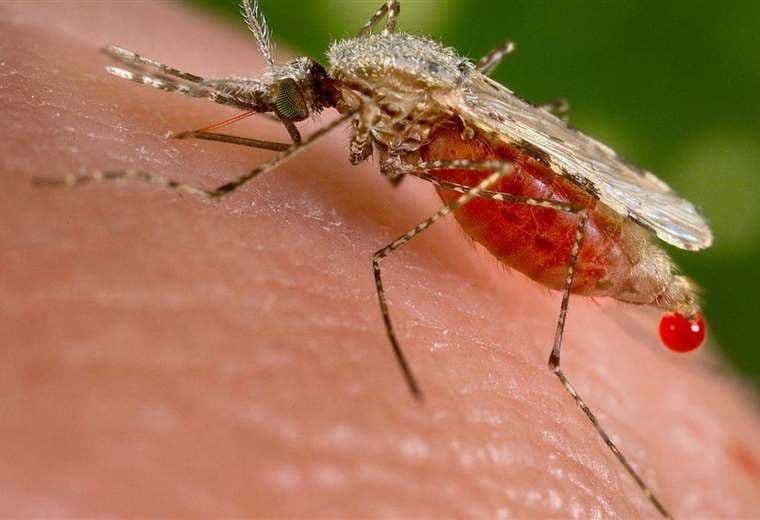 La malaria se transmite por un mosquito. INTERNET