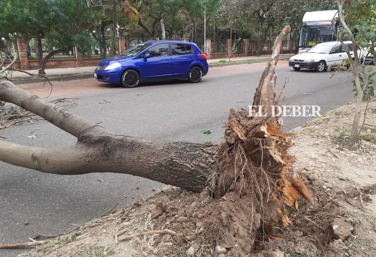 Árbol caído en la calle Mamerto Cuéllar, zona Parque Urbano. Foto: JC. Torrejón