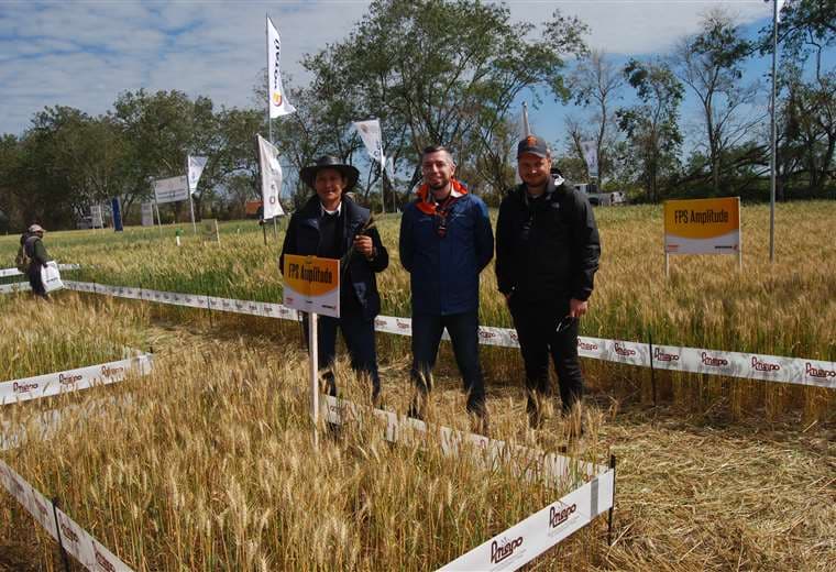 Mostrarán nuevas variedades de trigo en las parcelas demostrativas 