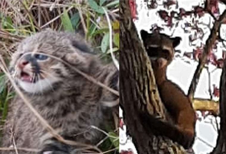El tigre bebé y el tejón en el árbol. Ambos fueron rescatados. Foto. Bomberos Trinidad 
