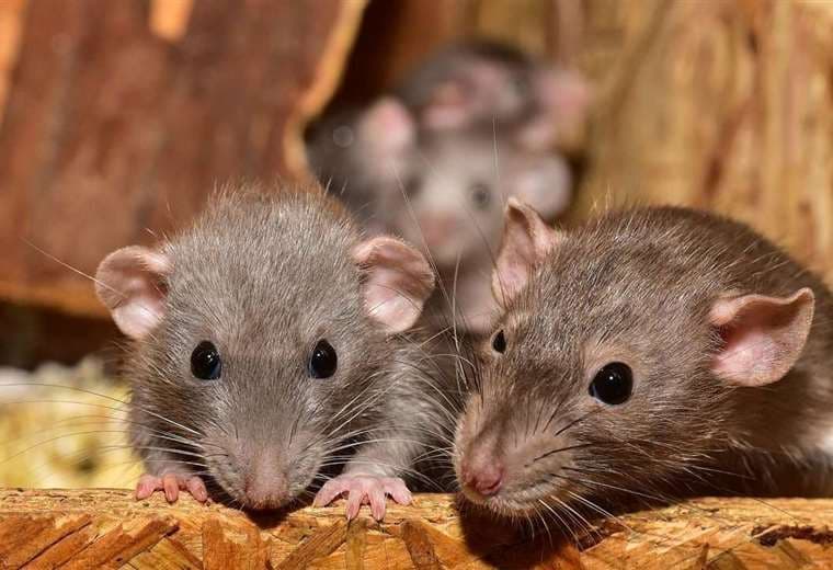 Los roedores transmiten el arenavirus I referencial.