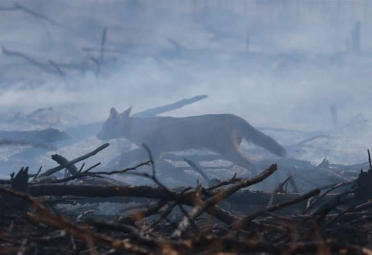 Un zorro patas negras recuperado en el incendio de Viru Viru