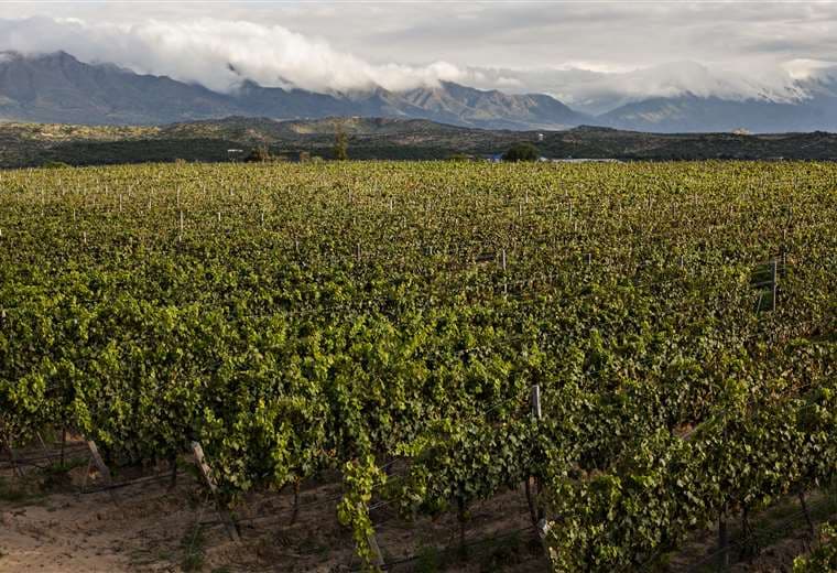 Vista de los viñedos que tiene la destilería Casa Real ubicada en la ciudad de Tarija