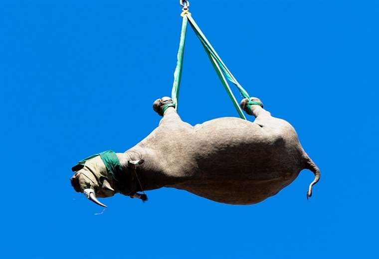 Premios Ig Nobel para rinocerontes colgantes y chicle pegado al piso
