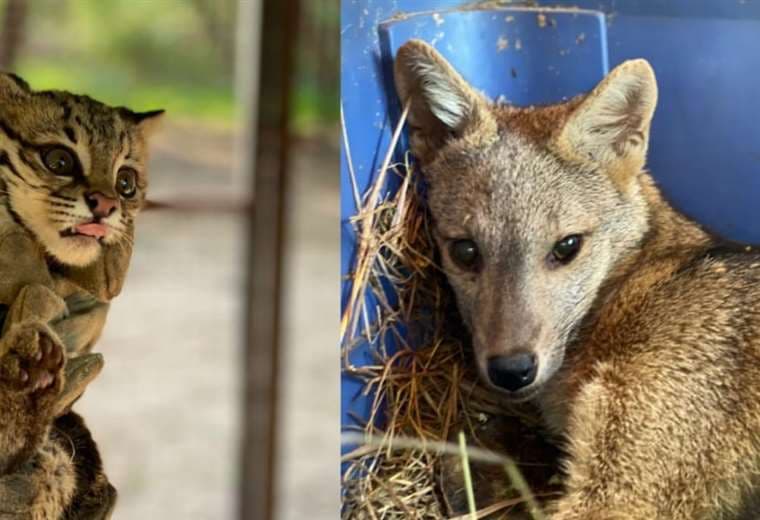 Ambos animales están bajo observación /Foto: Gobernación