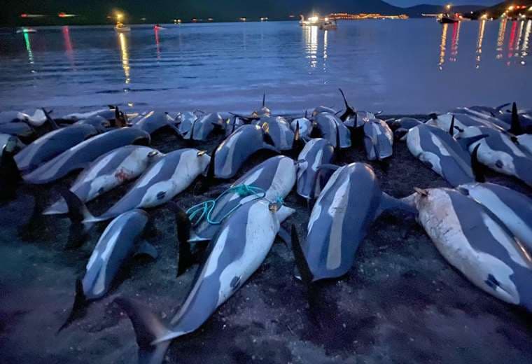 Polémica por caza de delfines en Islas Feroe. Foto: AP