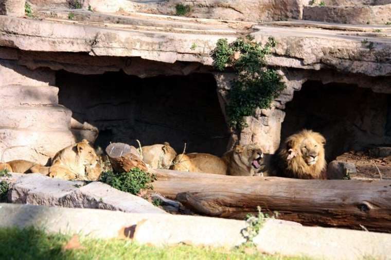 Seis leones y tres tigres del zoo de Wahington contrajeron covid