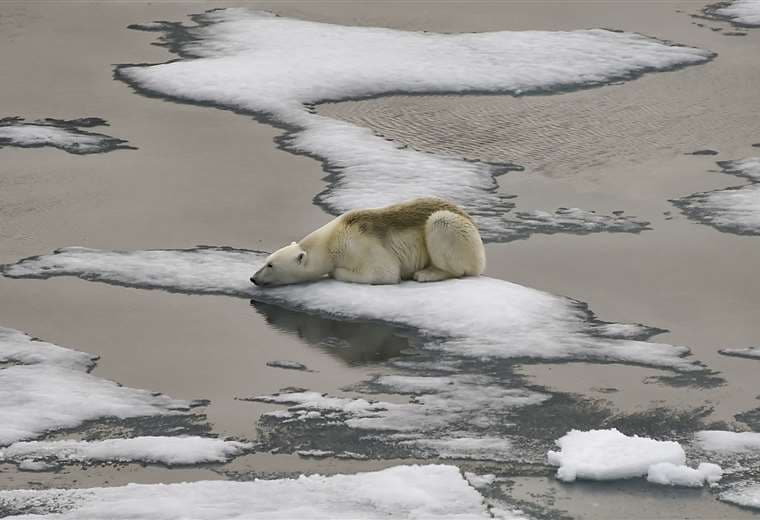 Un oso polar sobre un témpano de hielo. Foto AFP 