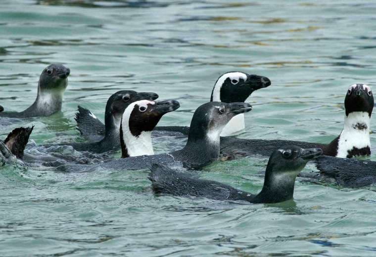 Los pingüinos africanos  son una especie en peligro de extinción