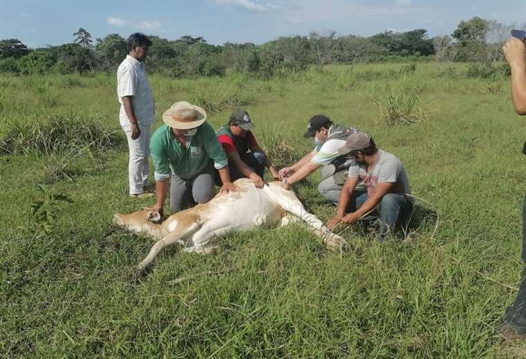 Muerte de ganado en Buena Vista/Foto: Soledad Prado